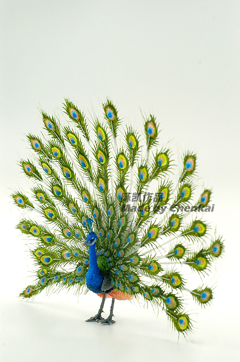 ck:3d立画作品鸟类篇之孔雀开屏