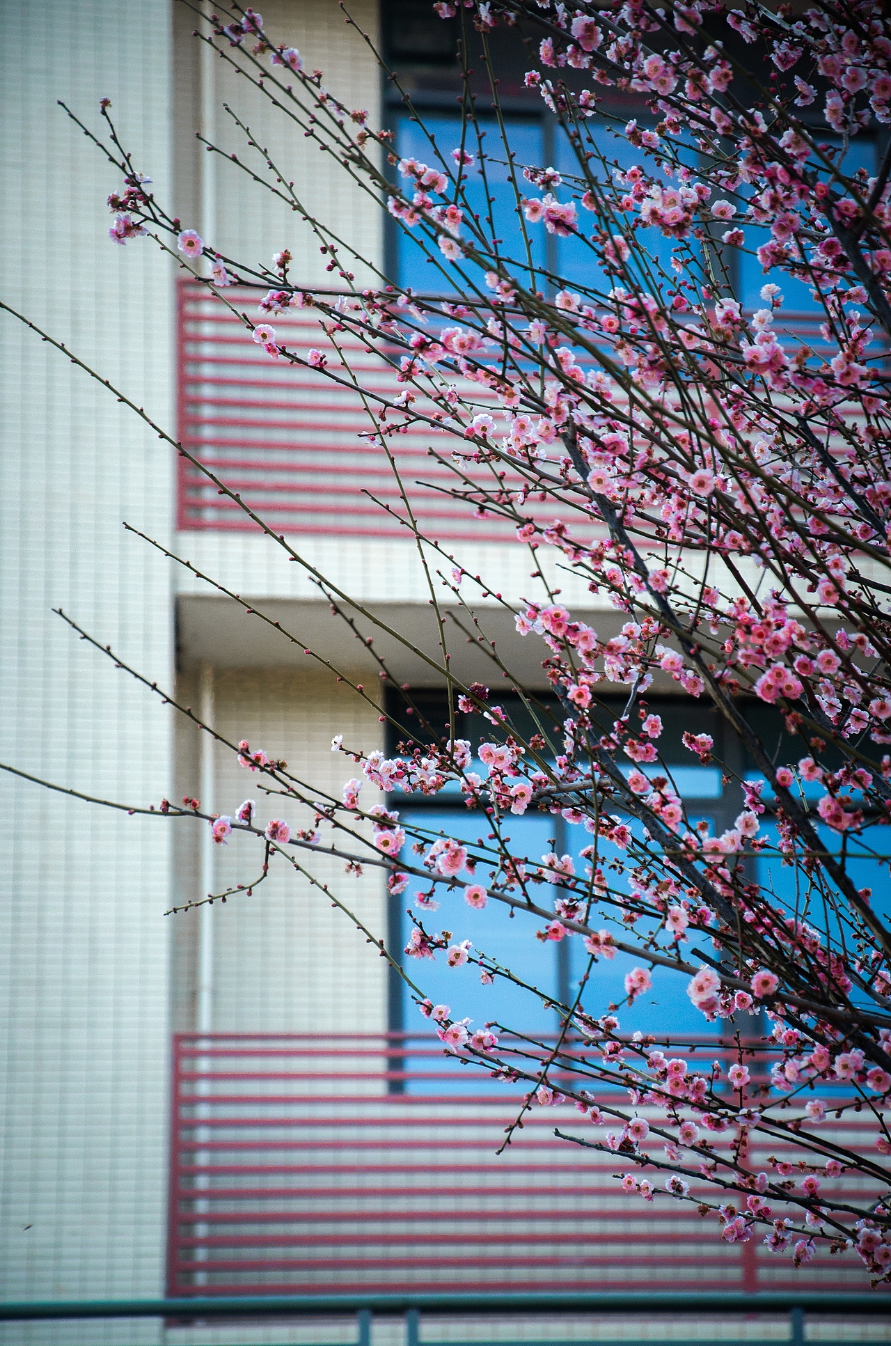 校园摄影（图ZMjY1ODgxNDk2） - 风光摄影 - 站酷设计师怪兽人坏原创素材 - 站酷ZCOOL