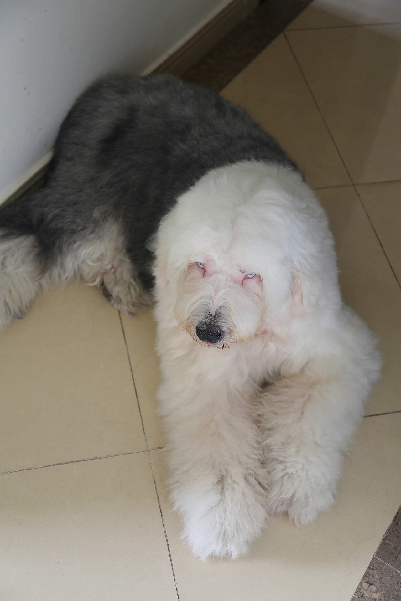 他五岁了（图ZNjUwMjI5ODg=） - 宠物摄影 - 站酷设计师芥末小E原创素材 - 站酷ZCOOL