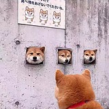 喃寻feil的头像