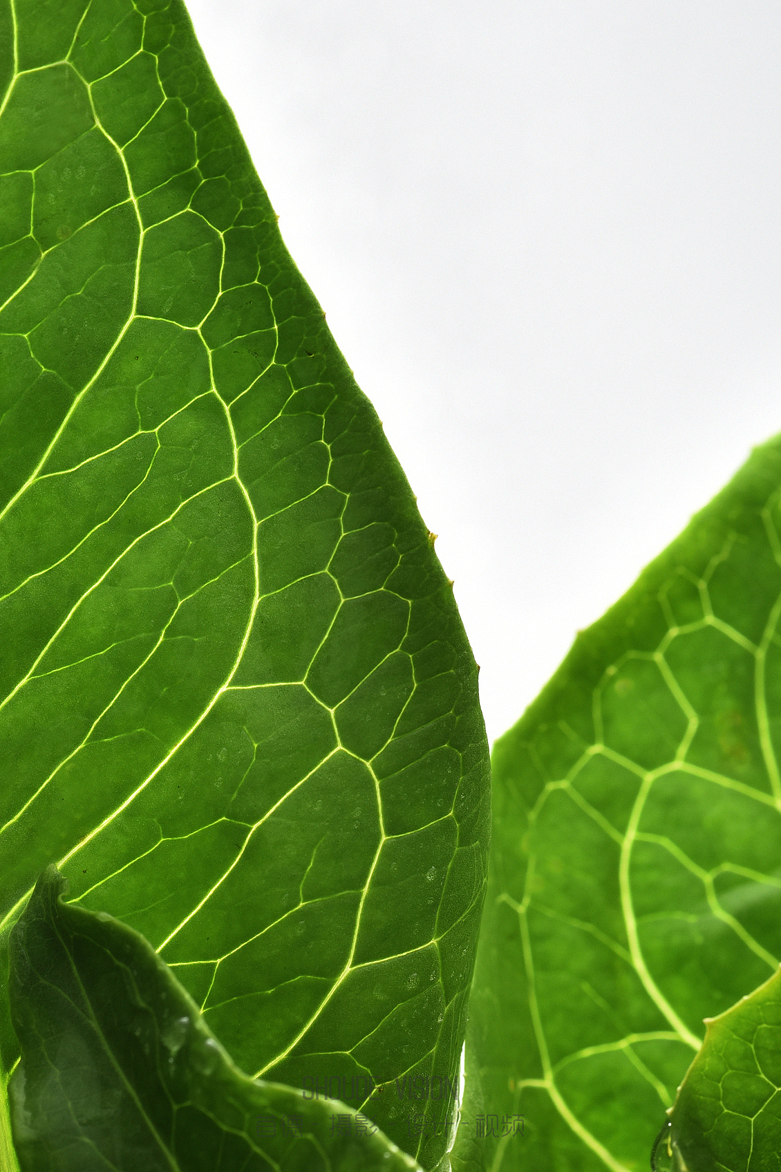 来一组蔬菜集合