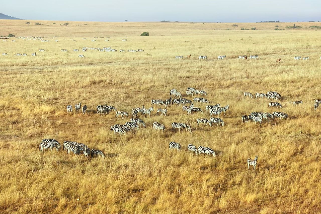 全球最有生命力的日出🌅