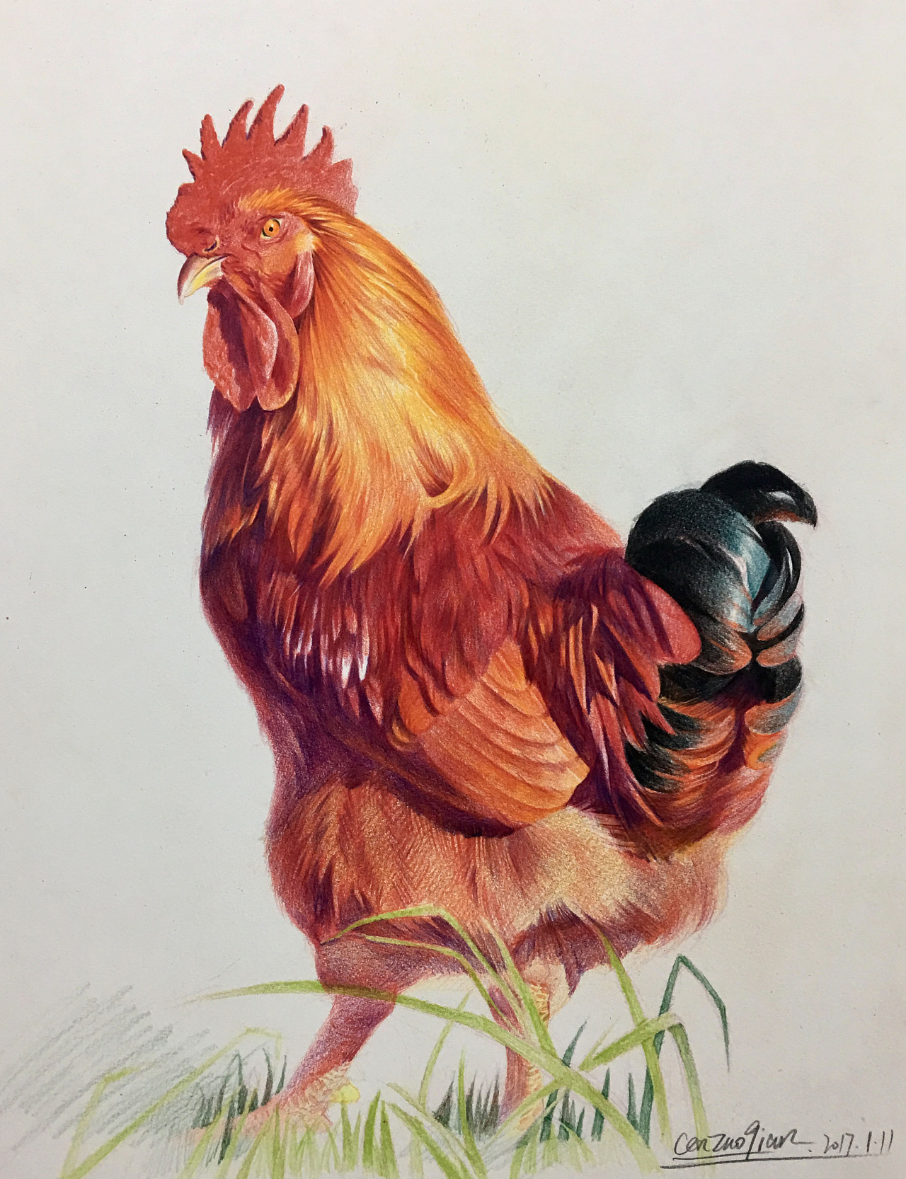 中国风水彩画一只多彩的威武的公鸡免抠PNG素材
