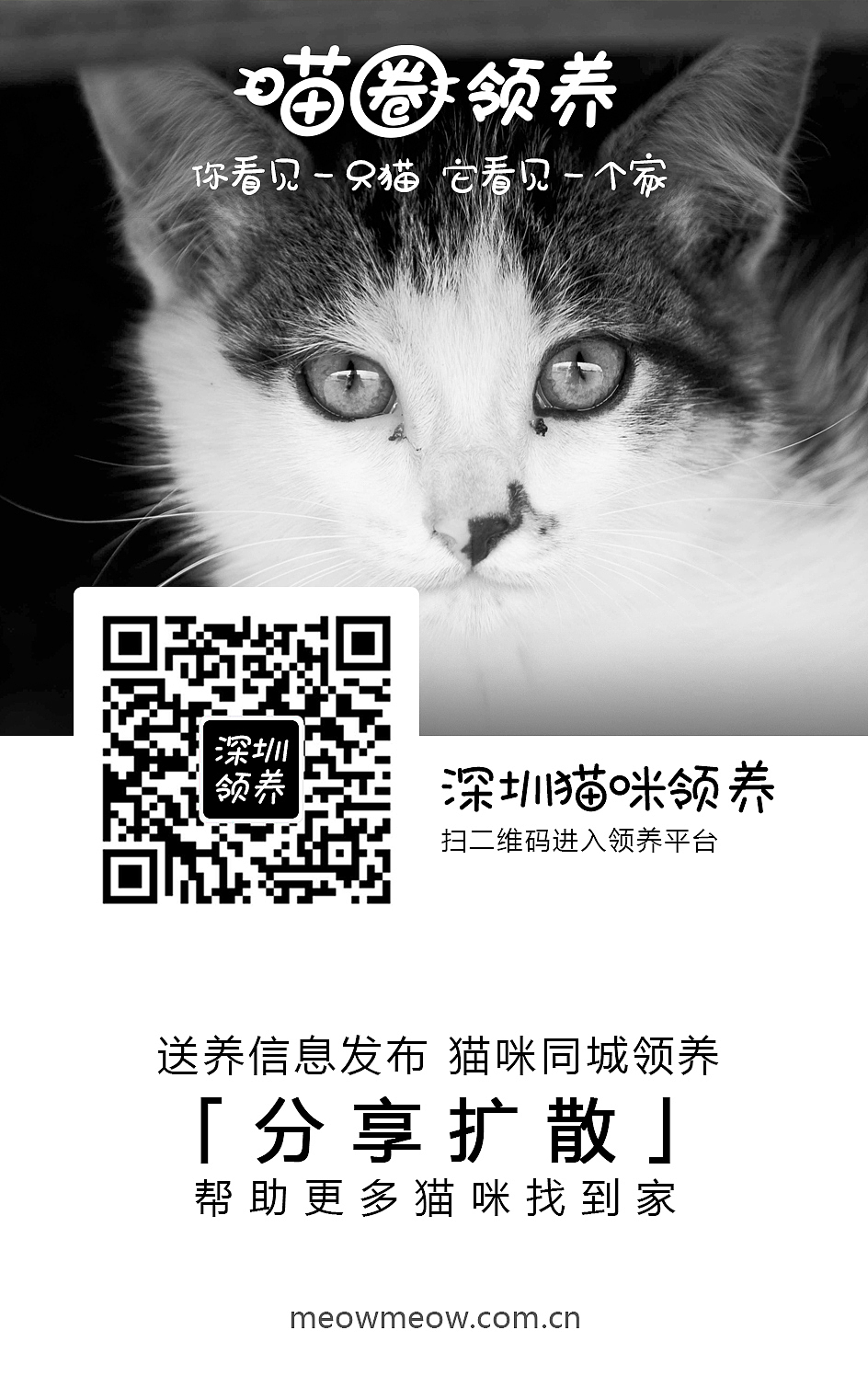 喵圈领养-各城市领养小组上线海报（图ZMTQxNDMzMDIw） - 海报 - 站酷设计师带风007原创素材 - 站酷ZCOOL