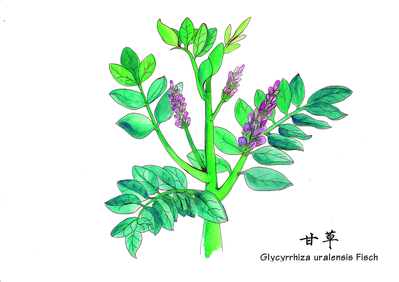 植物插画（图ZMjg4ODMwNjg=） - 商业插画 - 站酷设计师在下陈三岁_原创素材 - 站酷ZCOOL