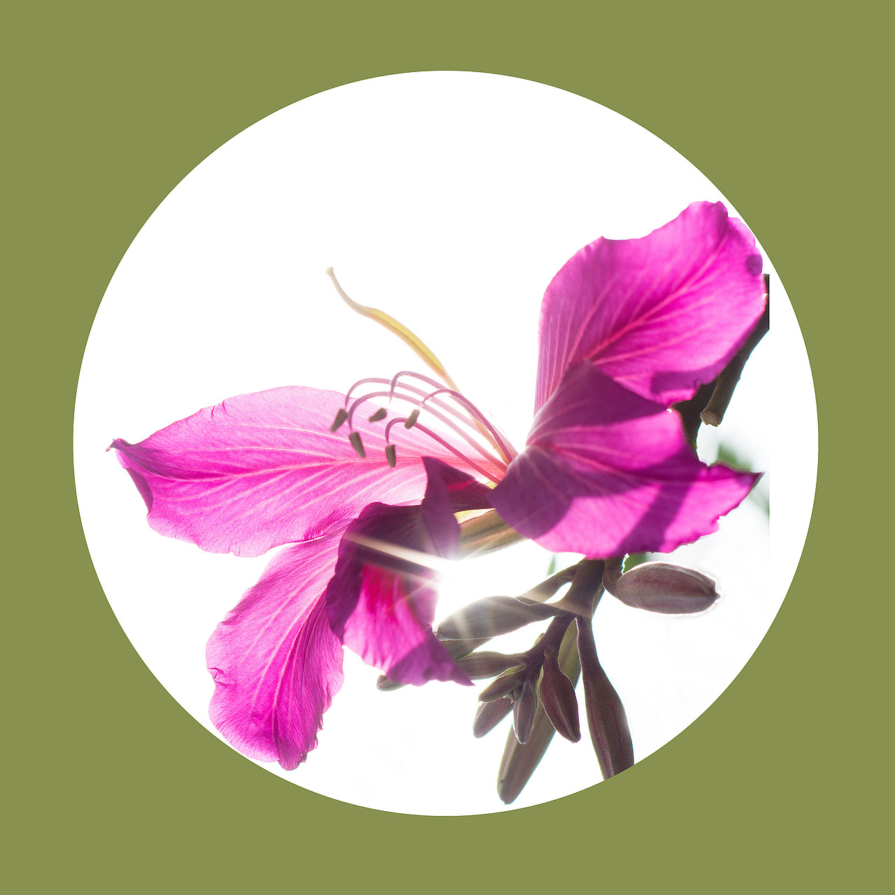光影之下 繁花之上（图ZNjQ0OTA4NjQ=） - 风光摄影 - 站酷设计师榮羽生RON原创素材 - 站酷ZCOOL
