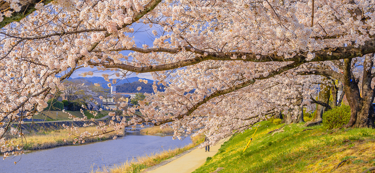 鸭川樱花季 | photo | 雾里学家scientis | 18