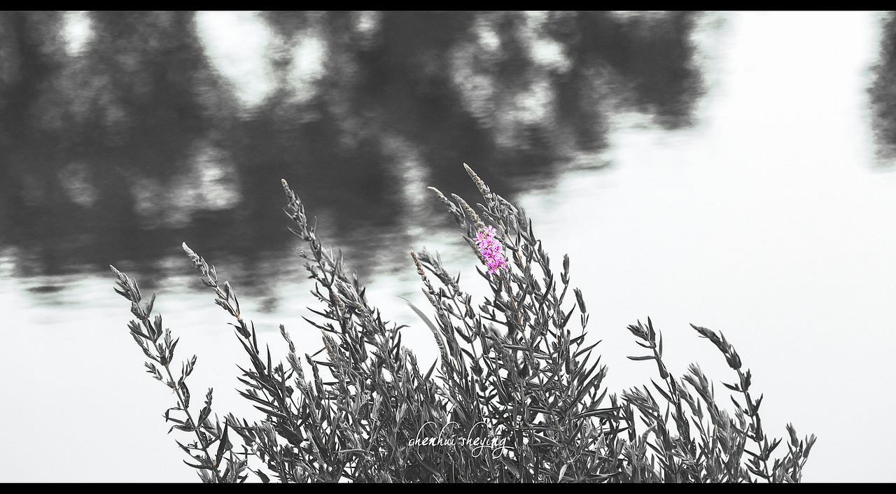 潇潇雨歇,暂且落红