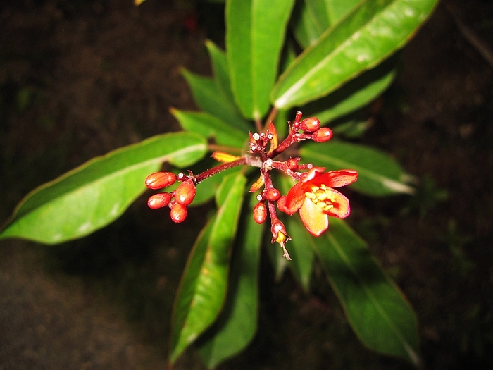 冬日之深圳园博园