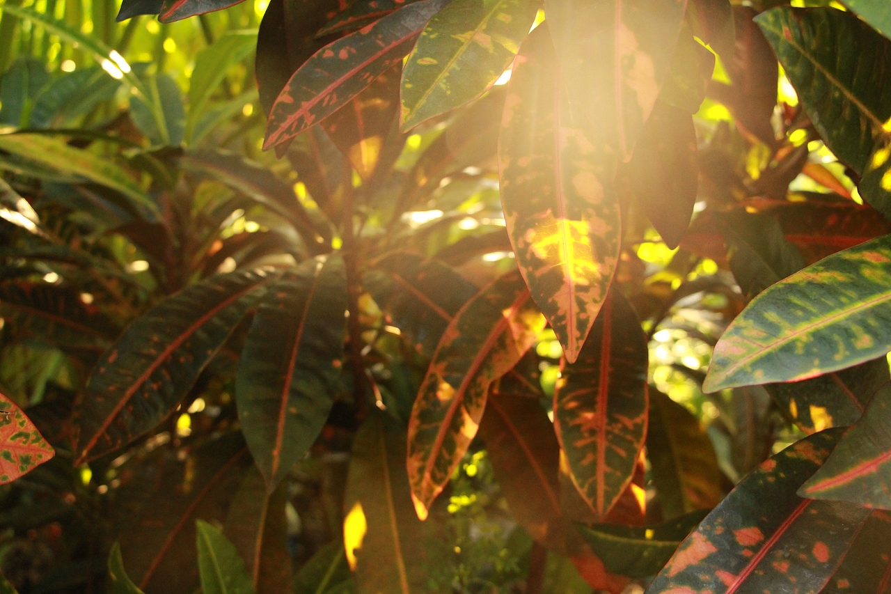 西双版纳（图ZMTYyNjQ0MDc2） - 风光摄影 - 站酷设计师白色的星期六原创素材 - 站酷ZCOOL