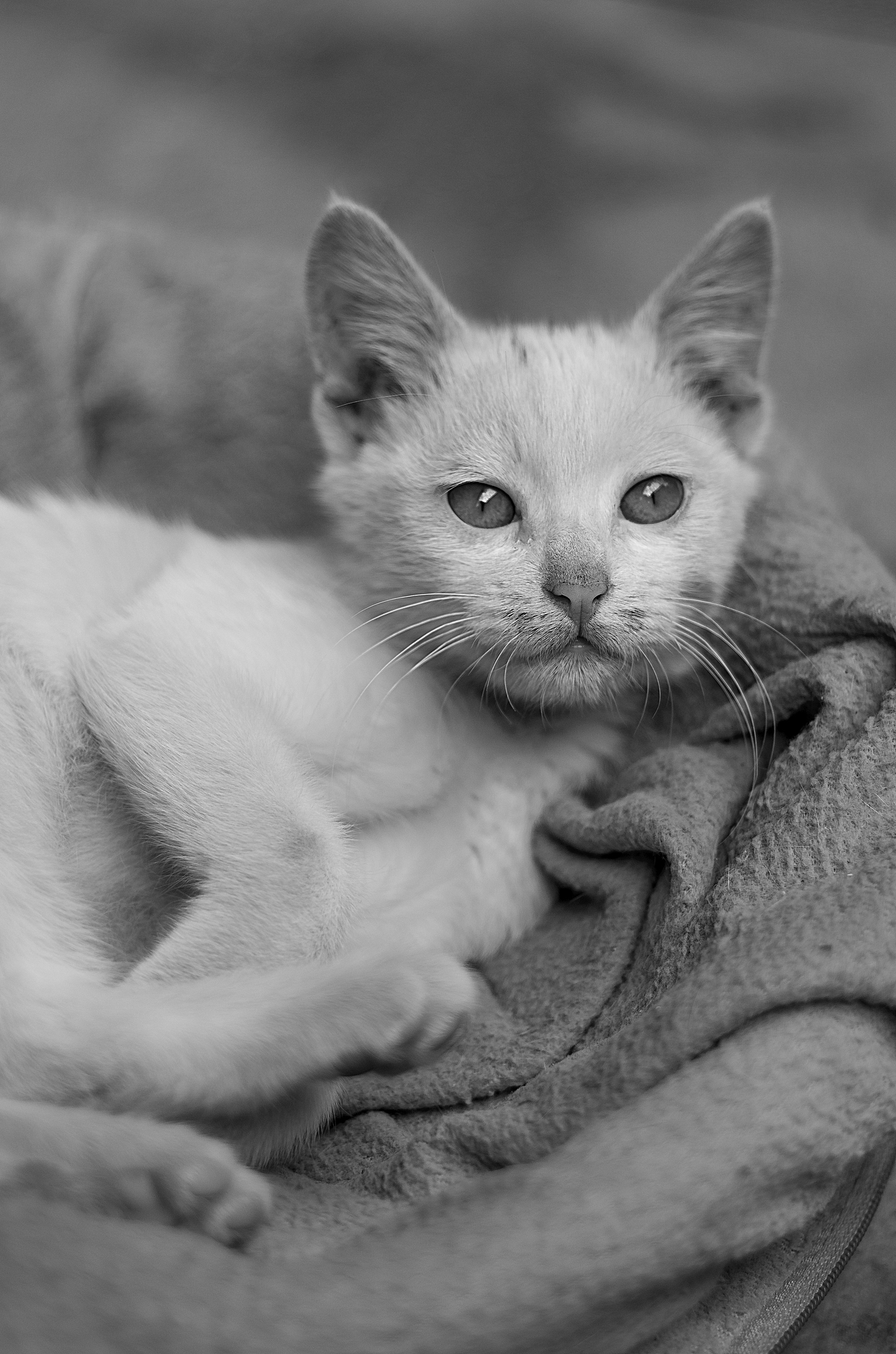 来自乡下的文艺——猫姐(>^ω^<)!!