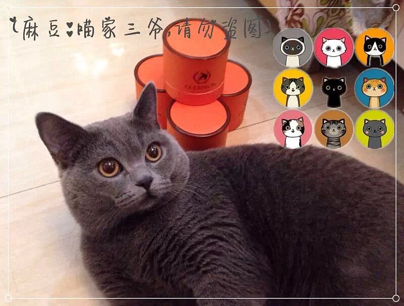 瞄~~~（图ZMjU1ODMxNTI=） - 宠物摄影 - 站酷设计师傀儡Soul恋原创素材 - 站酷ZCOOL