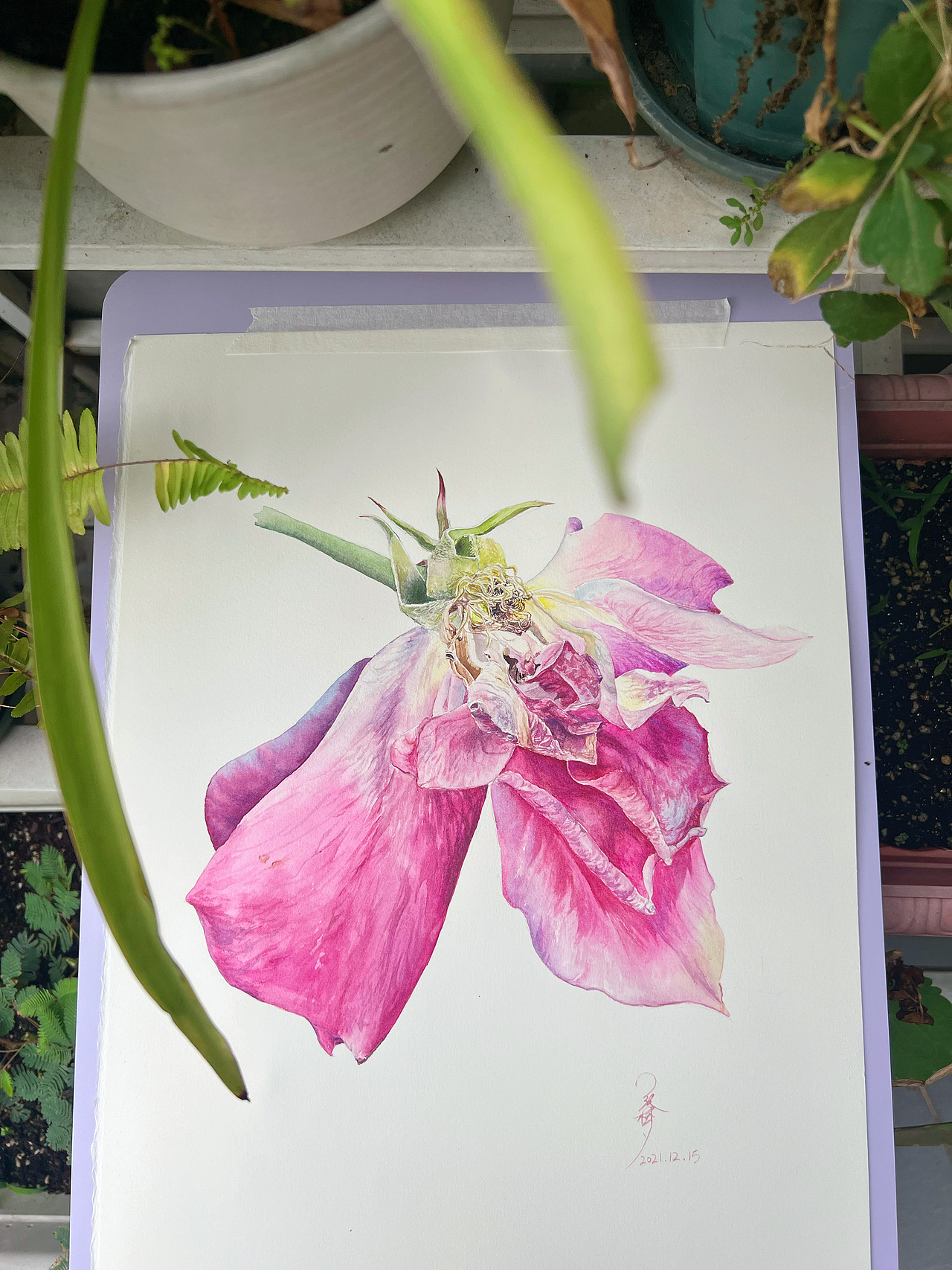 花——写实水彩玫瑰花卉系列