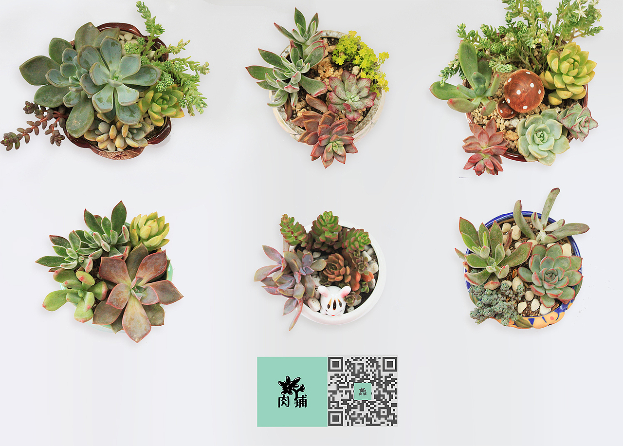 我的多肉盆栽（图ZMjcxMTc5ODQ=） - 其他手工艺 - 站酷设计师okado原创素材 - 站酷ZCOOL