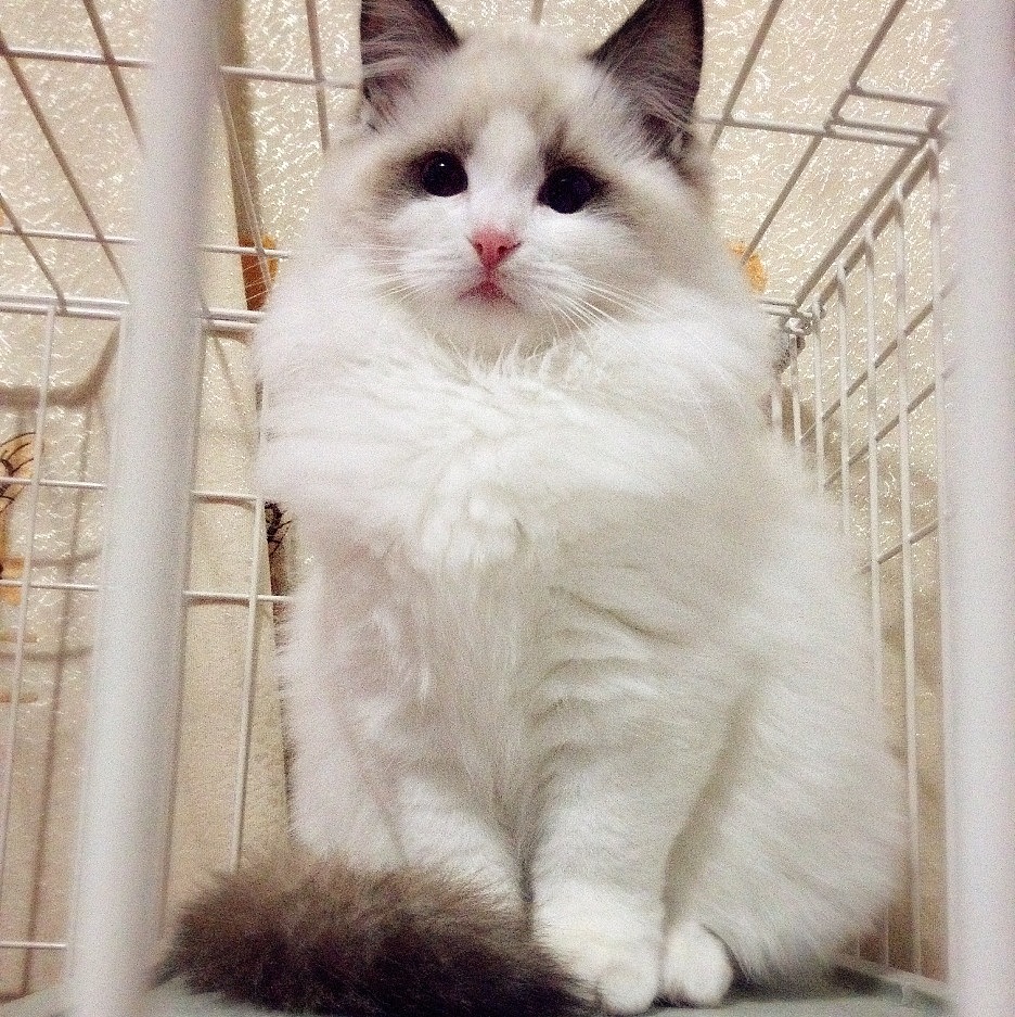 ~喵和波妞~（图ZMjU2MDk4OTY=） - 宠物摄影 - 站酷设计师riceriver原创素材 - 站酷ZCOOL