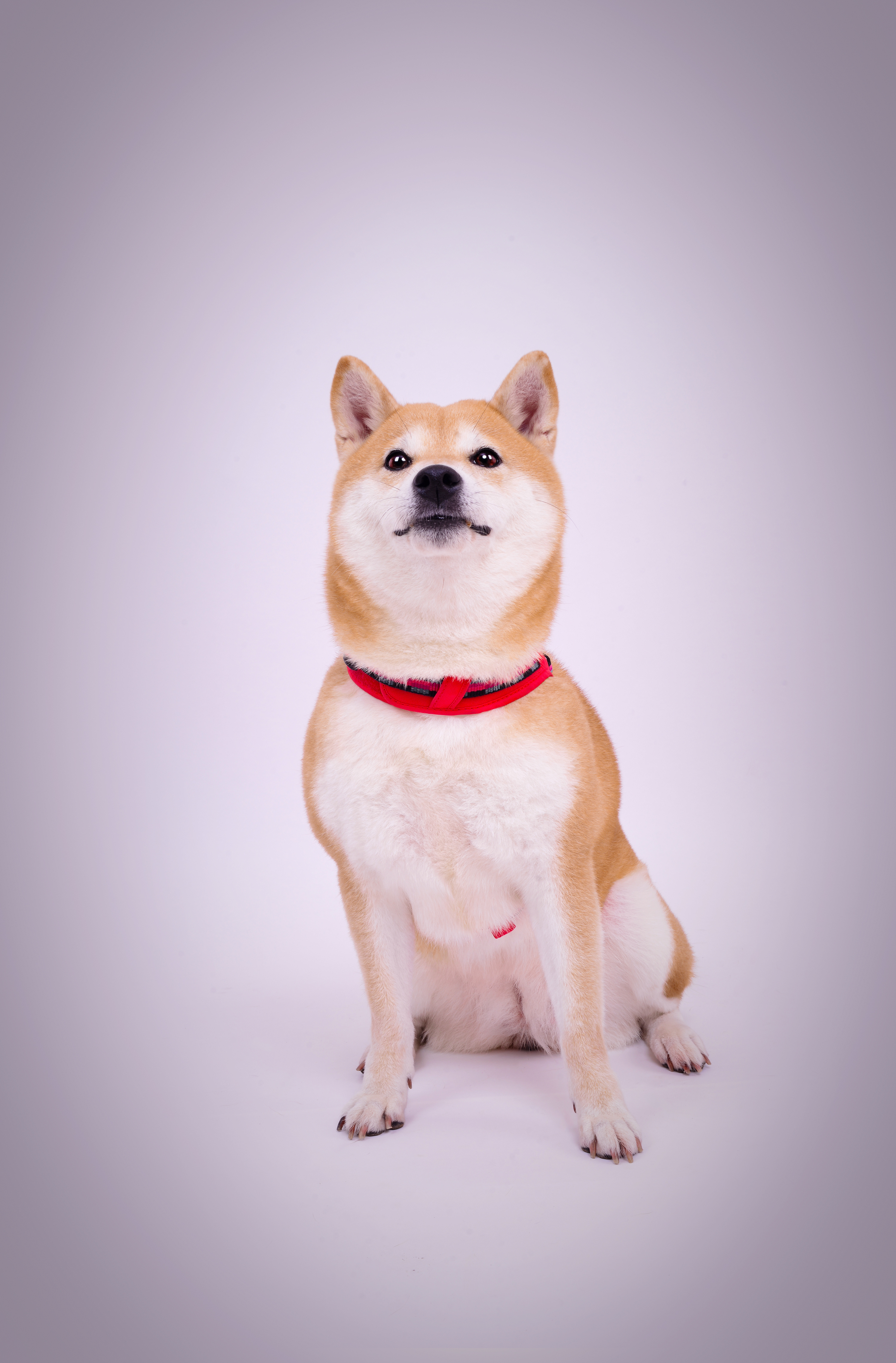 日本古来の犬、四国犬ってどんな犬？特徴や性格、飼い方をご紹介！ | ペットニュースストレージ(ペット&ファミリー損保)