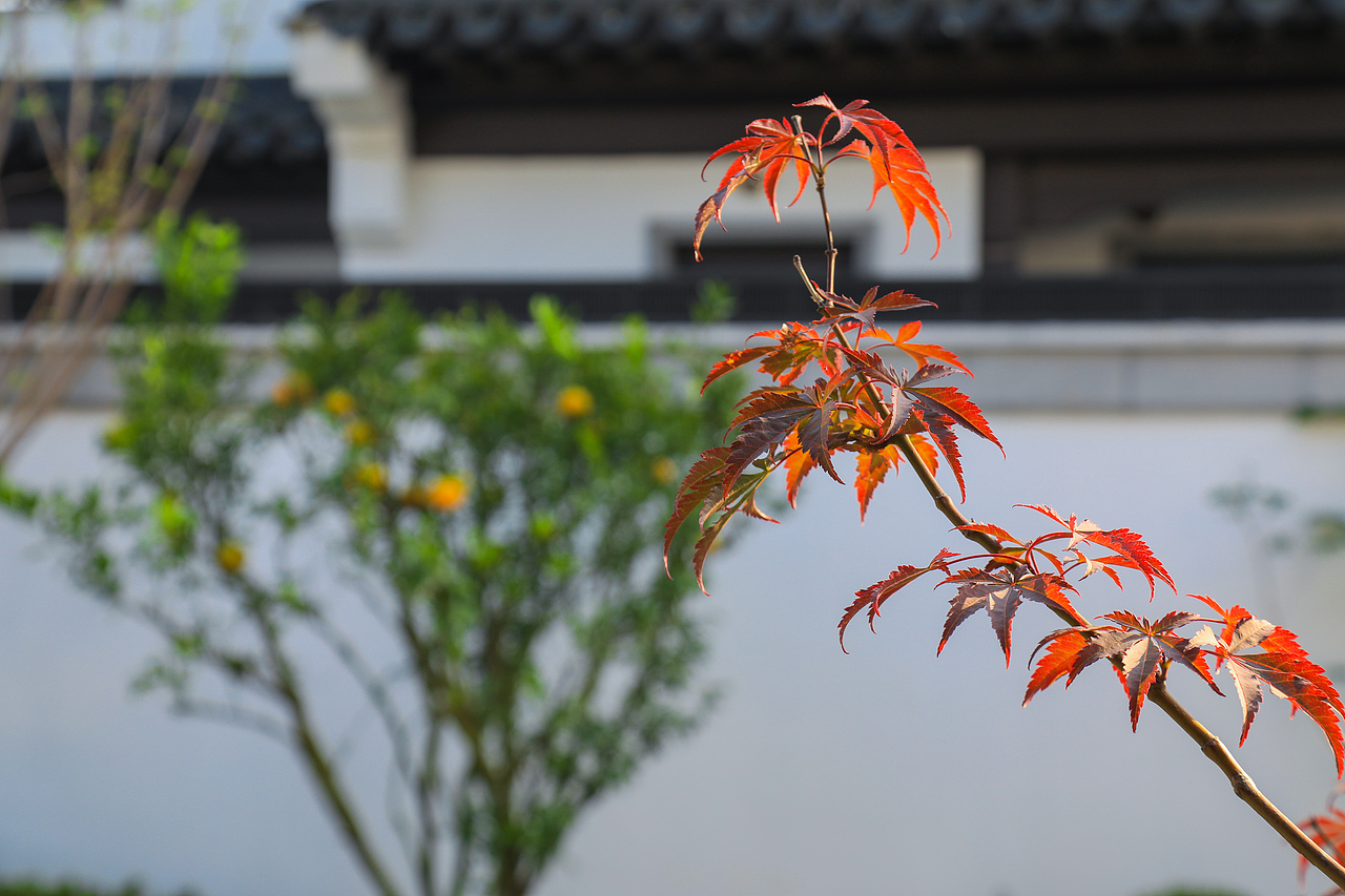 园林景观摄影广告拍摄建筑环境拍摄别墅室内拍照风景