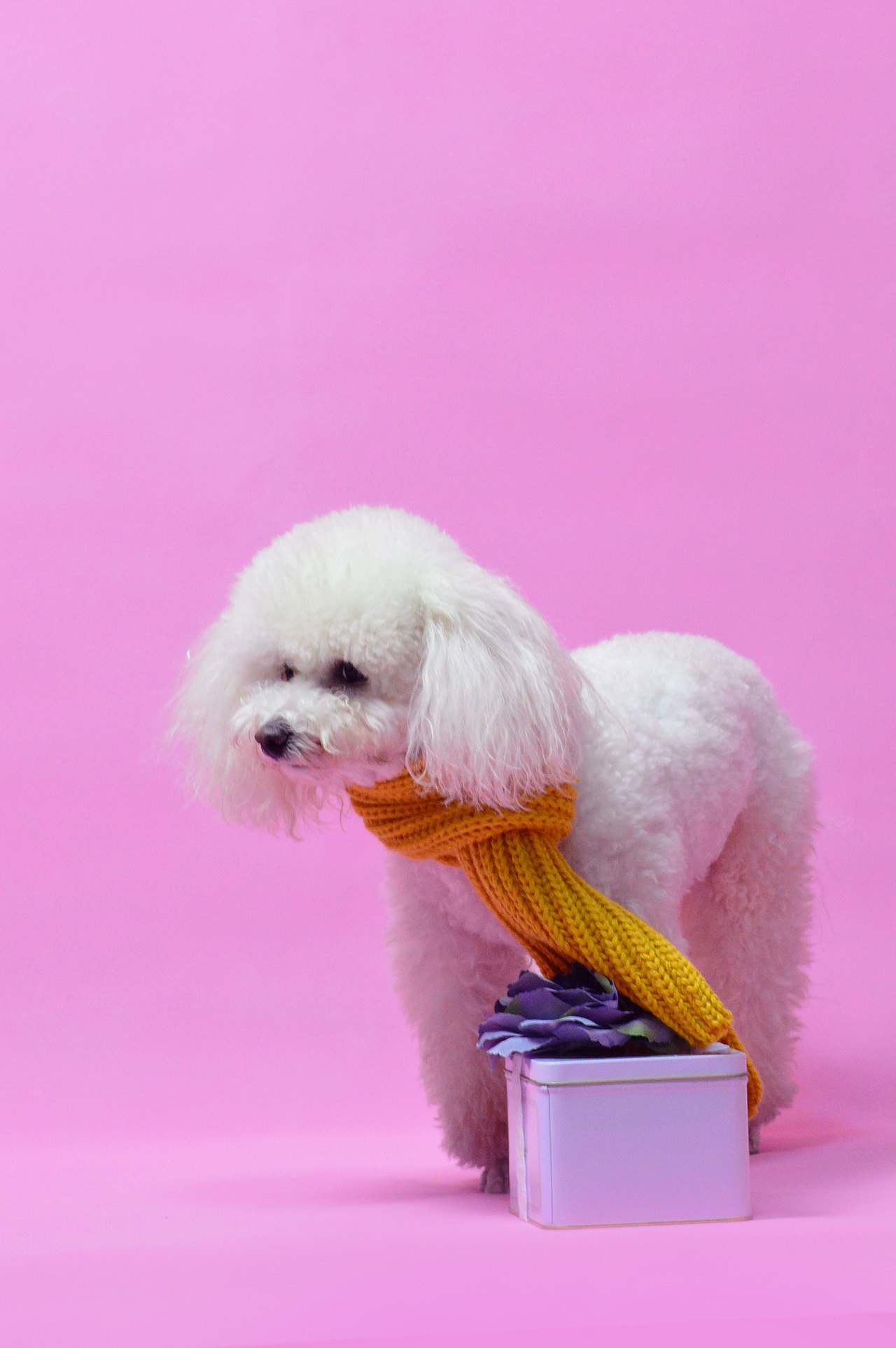 2018宠物合集（图ZMTQ0MDU5Njc2） - 宠物摄影 - 站酷设计师黑猫姐姐原创素材 - 站酷ZCOOL