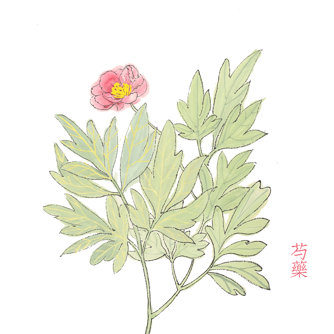 草本植物绘画