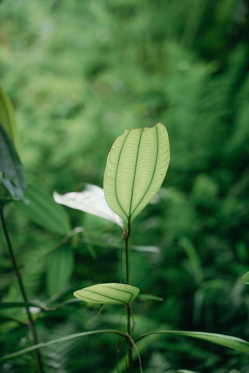 绿色（图ZMzM2ODg1OTA4） - 风光摄影 - 站酷设计师远山摄原创素材 - 站酷ZCOOL