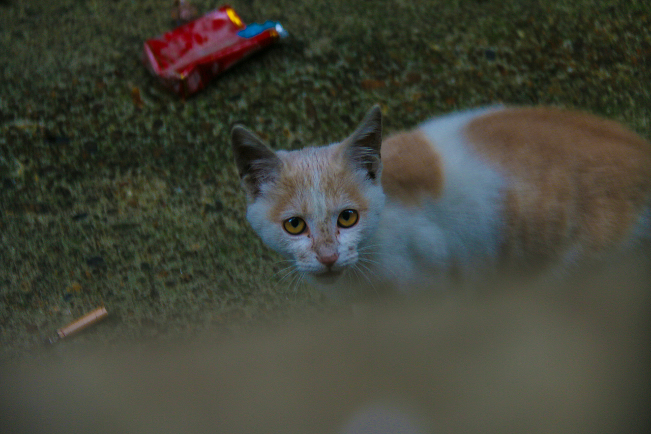 流浪猫（图ZNjMxNDE3NjQ=） - 宠物摄影 - 站酷设计师阳先森原创素材 - 站酷ZCOOL