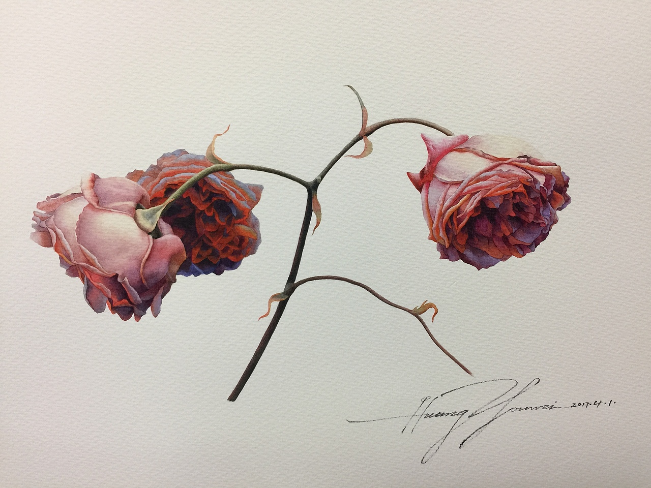 花花世界（水彩玫瑰花）（图ZOTI4NDM3NDg=） - 绘画 - 站酷设计师黄有维水彩原创素材 - 站酷ZCOOL