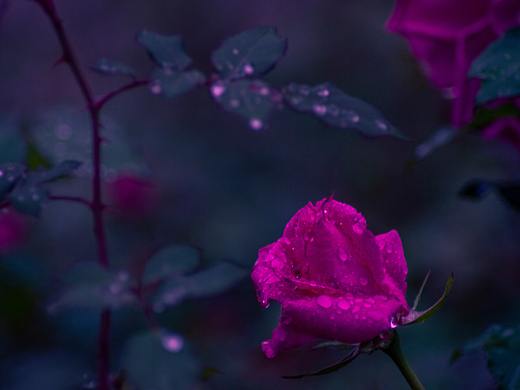 伤（个人主页-ZNDA0OTQ4OTI=） - 产品摄影 - 站酷设计师乌鸦的麦田原创素材 - 站酷ZCOOL