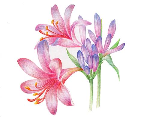 换锦花