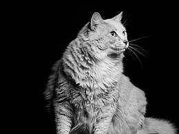 放养宠物品牌设计