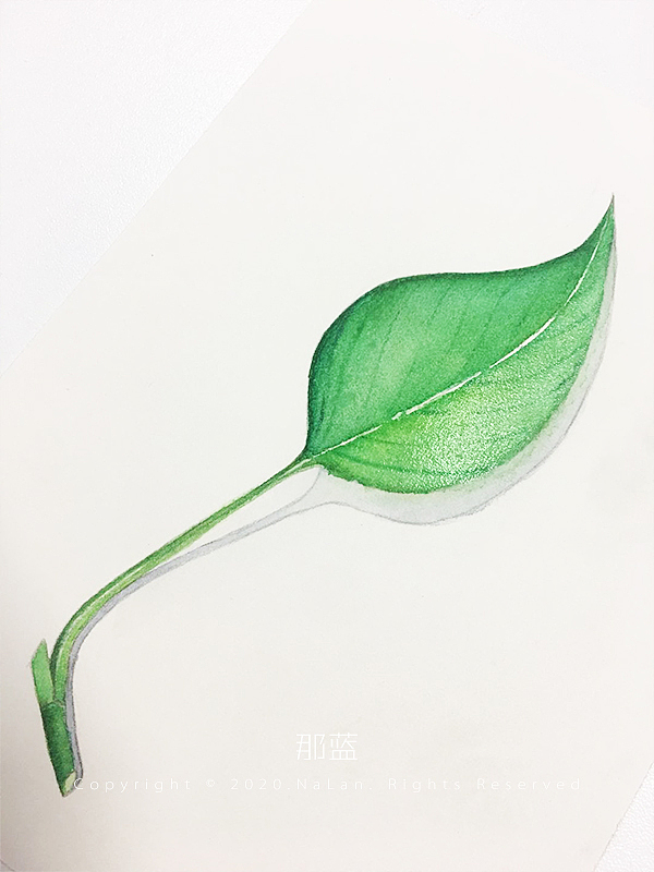 水彩植物 画画 手绘 原创 水彩绿植 水彩树叶 水彩绿萝（图ZMjExODIwMDMy） - 创作习作 - 站酷设计师那蓝酱原创素材 - 站酷ZCOOL