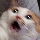 oniontrip的头像