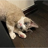 XCX_的头像