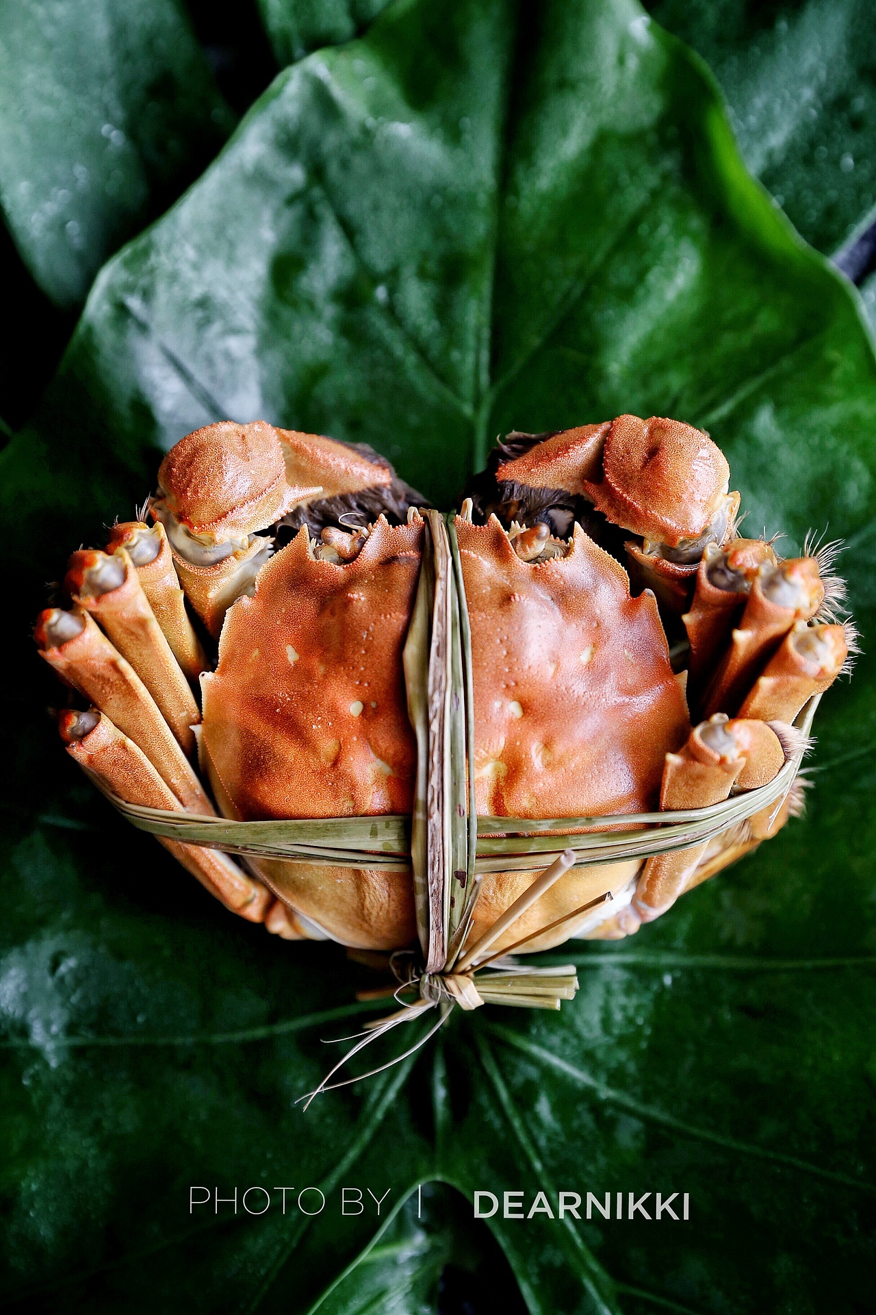 美食摄影|生鲜海鲜商拍·一只大闸蟹（图ZMTM0OTIzNDcy） - 产品摄影 - 站酷设计师DearNikki琪原创素材 - 站酷ZCOOL