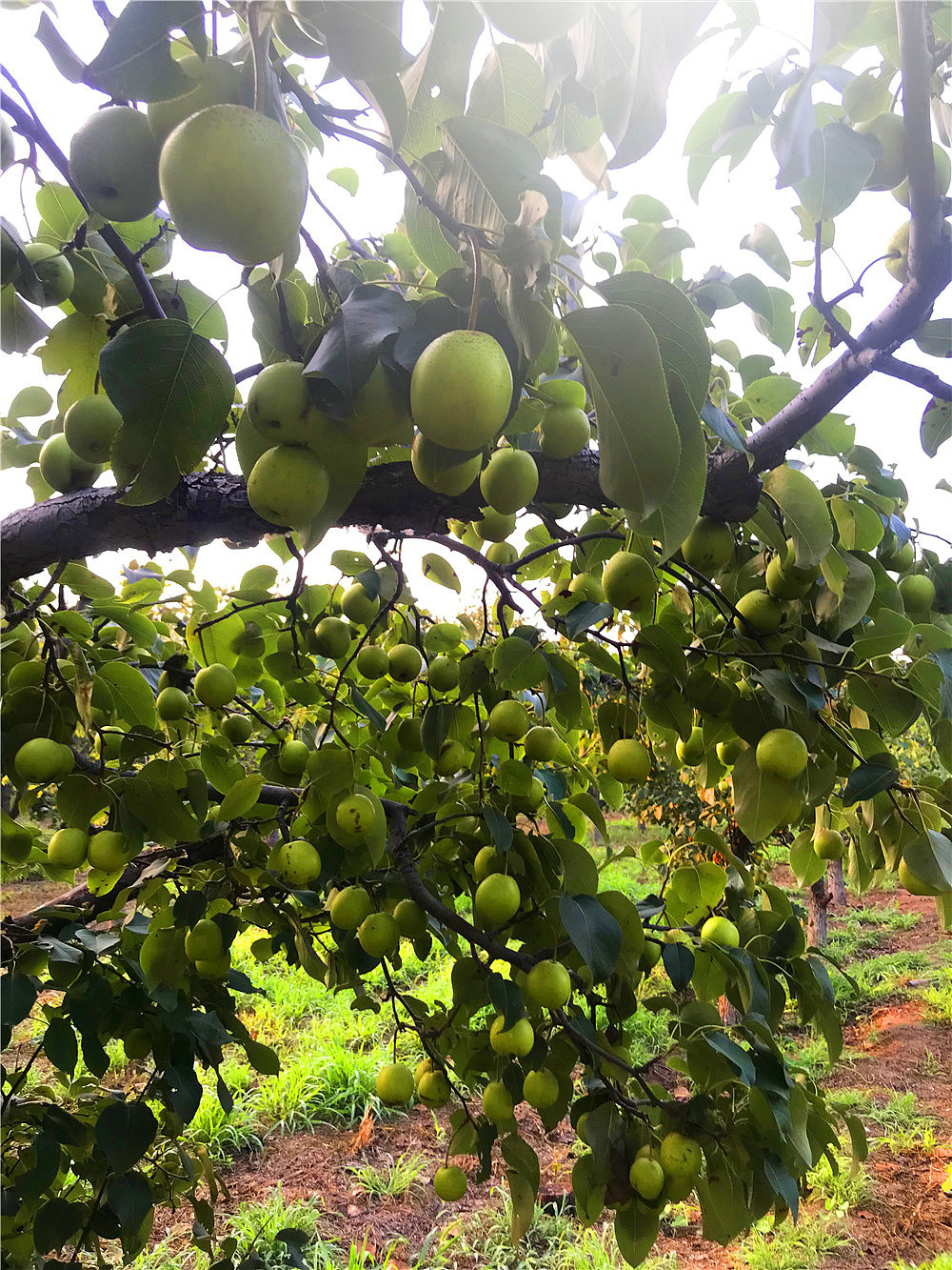 刘勇良摄影作品:夏日梨园