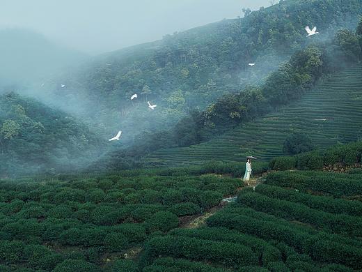 茶