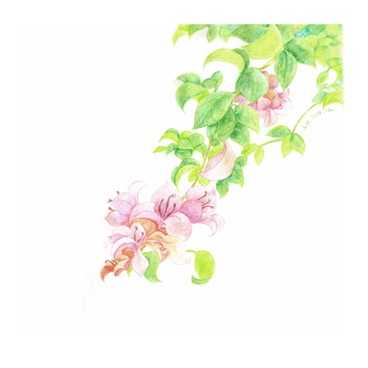 植物面膜包装配画