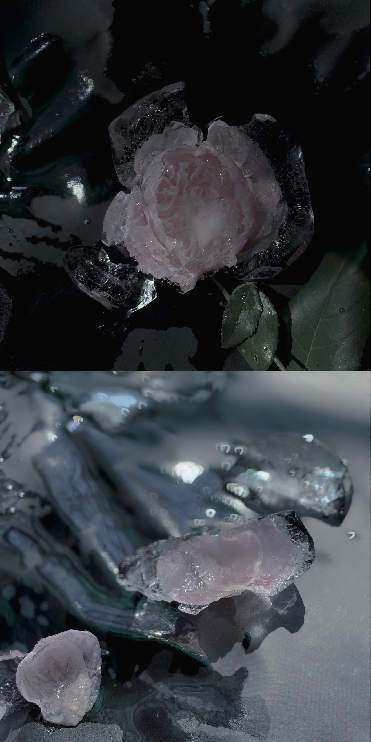 花瓣绽放的红玫瑰被冻成裂缝的冰块. 象征冷冻美的美丽艺术物 编辑类库存图片 - 图片 包括有 冻结, 水晶: 240513764
