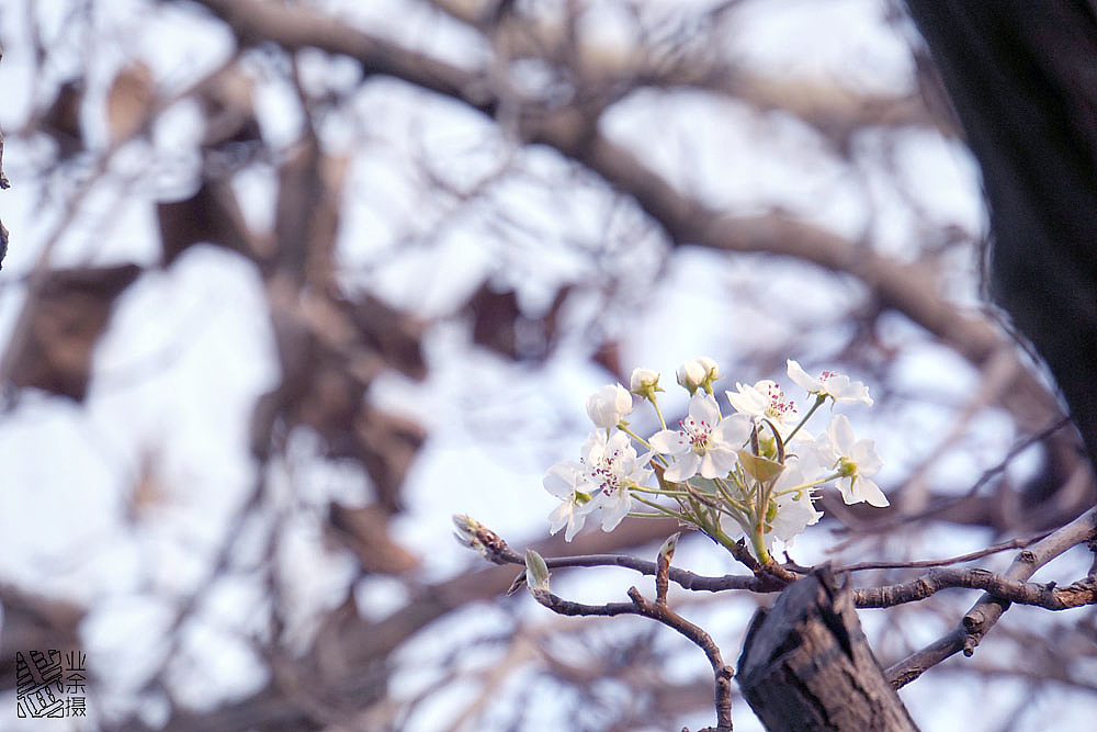 不像春天的春天