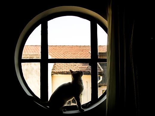 在上海的老房子,有豹猫