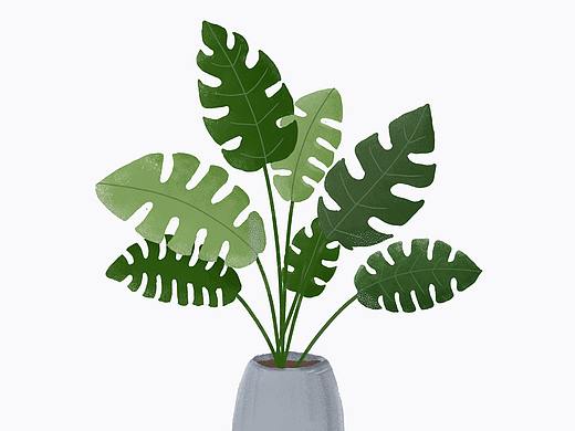 植物插画