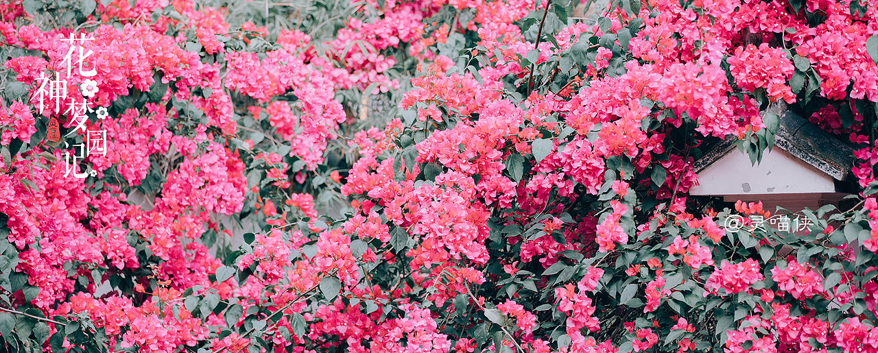 《花神梦园记》勒杜鹃·红