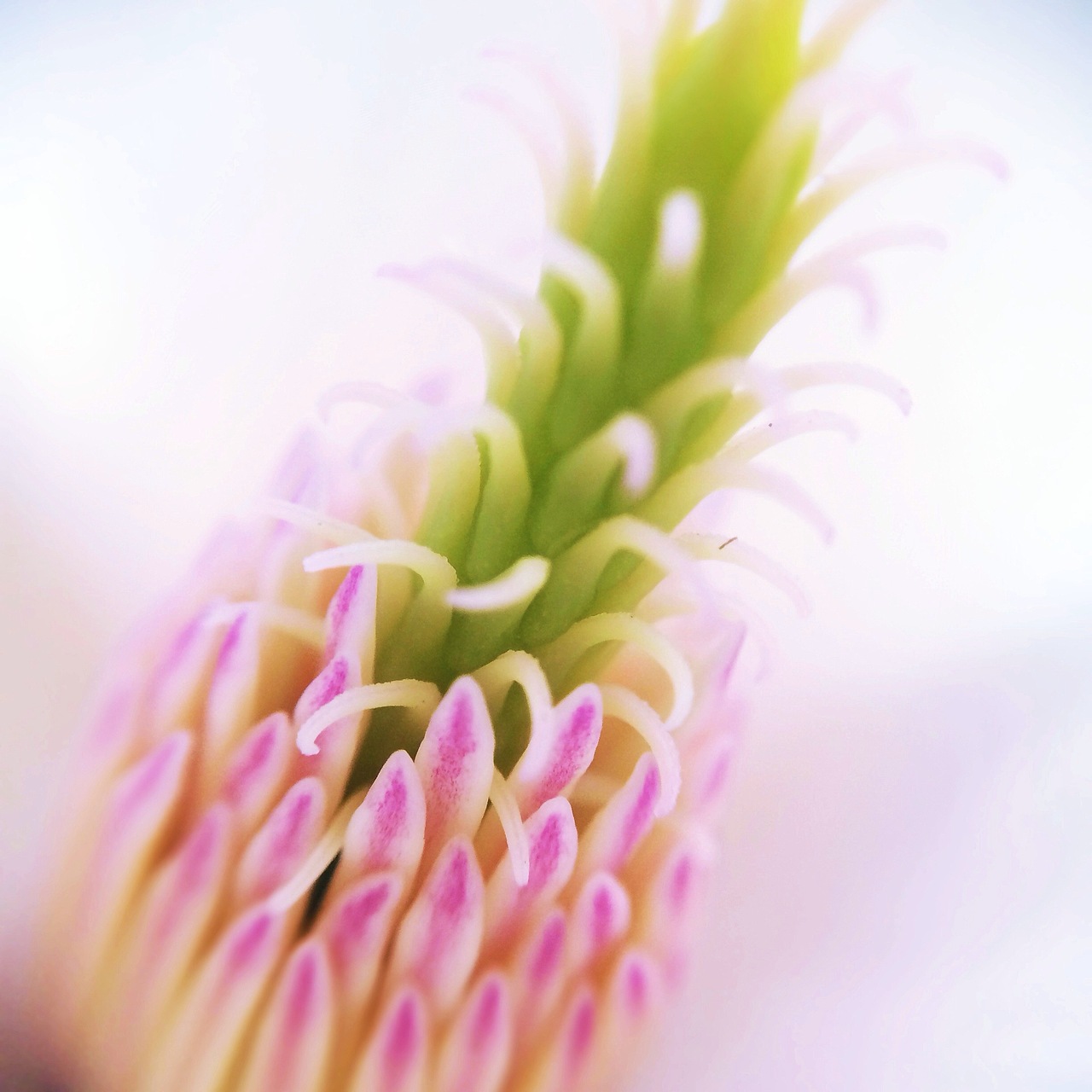 手机微距摄影作品-春日的气息