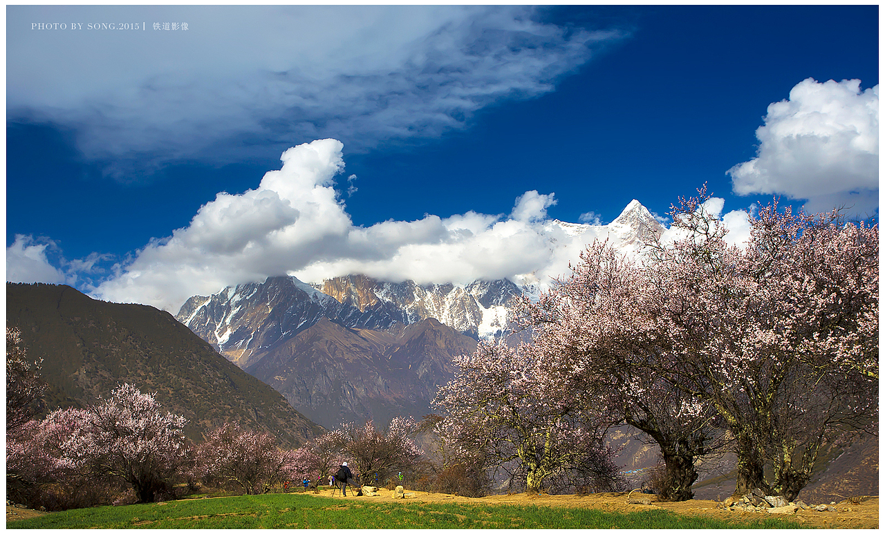 桃花朵朵开，西藏林芝的桃花-【茸城老T】摄影（图ZNDEzNTgzNDg=） - 风光摄影 - 站酷设计师茸城老T原创素材 - 站酷ZCOOL