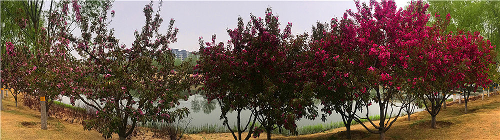 刘勇良手机纪实摄影:繁华似锦