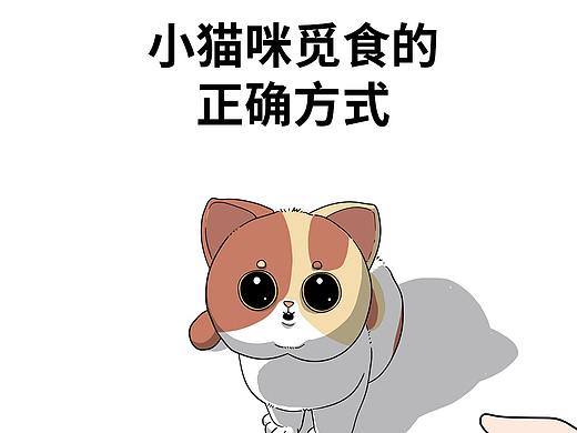 小猫咪应该如何觅食