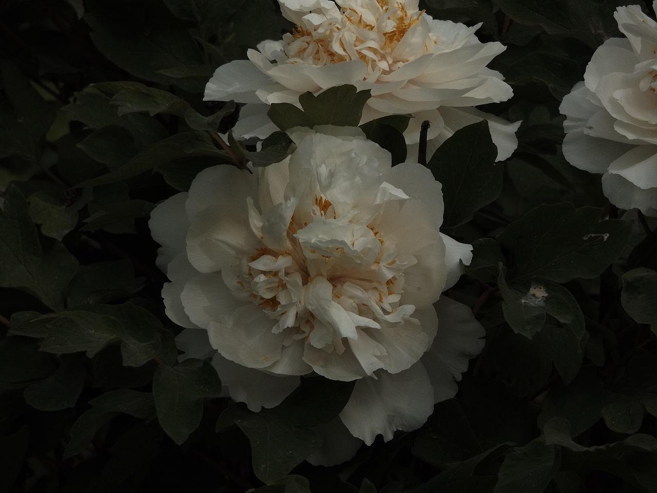 人间富贵花（图ZMjk2OTE4NzEy） - 风光摄影 - 站酷设计师王霸天是小仙女原创素材 - 站酷ZCOOL