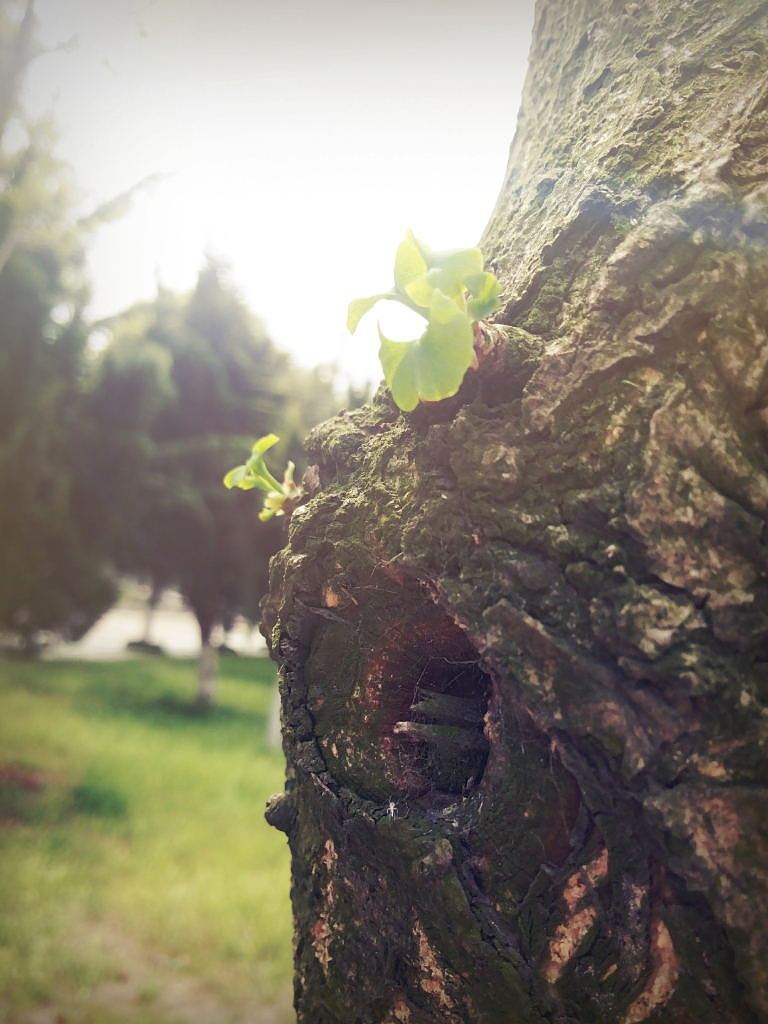 那一年，我的校园，我们的月亮岛