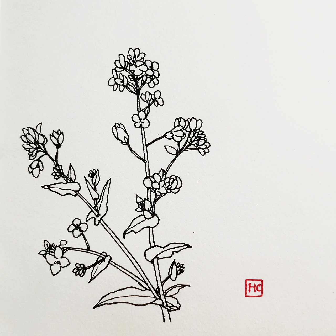 每日一画白描花卉