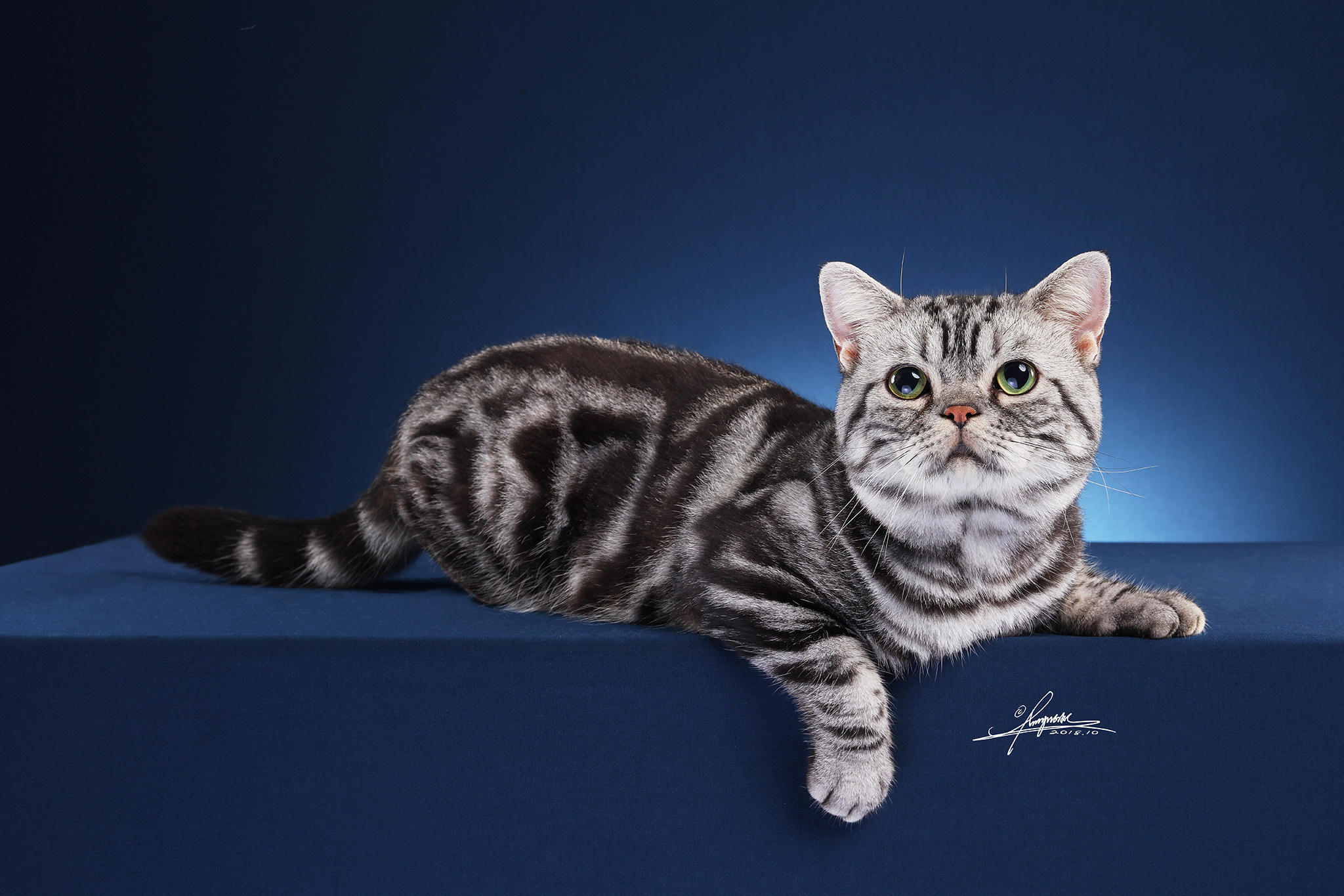 英国长毛猫|摄影|宠物摄影|AMYWORKS赛猫摄影 - 原创作品 - 站酷 (ZCOOL)