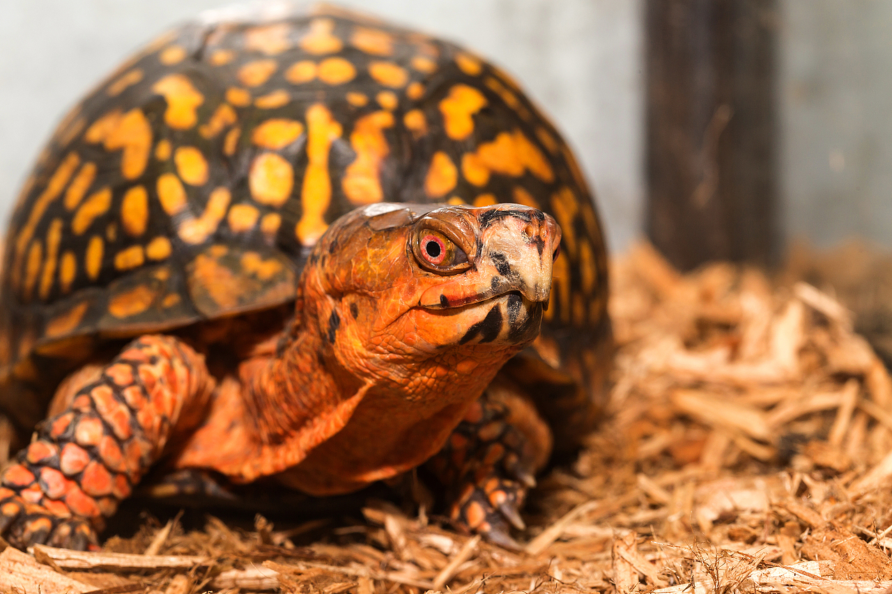 爬宠 动物摄影作品（图ZMTQ0NDE2MTg4） - 宠物摄影 - 站酷设计师违心xxxx原创素材 - 站酷ZCOOL